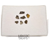 J280 - Unusual Unidentified Dinosaur Set of 7 Egg Shells - Upper Jurassic - "The Young Locality" Morrison Fm