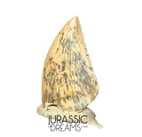 S353 - Nicely Preserved Majungasaurus crenatissimus Abelisaurid Dinosaur Tooth - Late Cretaceous
