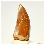 1336 - Nicely Preserved Carcharodontosaurus saharicus Dinosaur Tooth