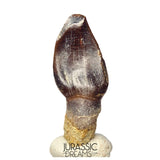 J523 - Top Rare Eusauropoda indet cf Bothriospondylus madagascariensis Sauropod Dinosaur Tooth - Middle Jurassic