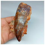 1037 - Huge Carcharodontosaurus saharicus 3.34'' Dinosaur Tooth in Natural Matrix