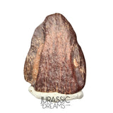 J120 - Exceedingly Rare Unidentified Basal Iguanodontian Dinosaur Ungual Claw