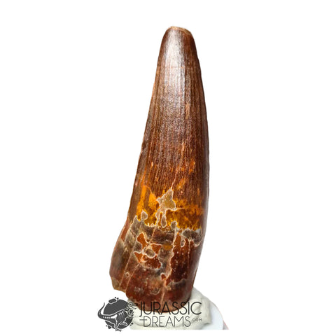 20168 - Finest Grade Spinosaurus aegyptiacus Dinosaur Tooth - Cretaceous KemKem Beds