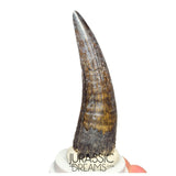 S46 - Top Huge Suchomimus tenerensis Spinosaurid Dinosaur Tooth