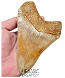J563 - Gem Grade Huge Killer Megalodon Tooth from Rare Indonesia Location