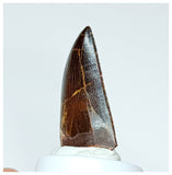 1021 - Gem Grade Carcharodontosaurus saharicus 1.25'' Dinosaur Tooth