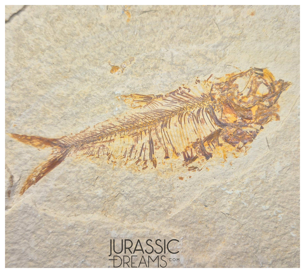 S251 - Nicely Preserved "Diplomystus dentatus" + "Knightia eocaena" Fossil Fishes - Eocene Age from USA
