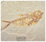 S251 - Nicely Preserved "Diplomystus dentatus" + "Knightia eocaena" Fossil Fishes - Eocene Age from USA