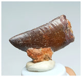 1057 - Gem Grade Carcharodontosaurus saharicus 1.45'' Dinosaur Tooth