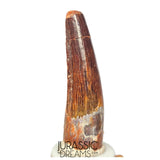 S311 - Nicely Preserved Spinosaurus aegyptiacus Dinosaur Tooth - Cretaceous Red Sanstone Beds
