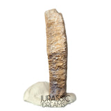 J202- Exceedingly Rare Saltasaurus Titanosaur Egg Shell - Late Cretaceous Anacleto Fm