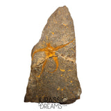 S325 - Nicely Preserved Ordovician Aged Brittle Star (Ophiura sp)