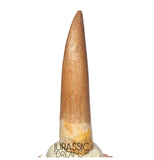 S253 - Stunning Large Zarafasaura oceanis (Elasmosaur) Partially Rooted Tooth - Late Cretaceous