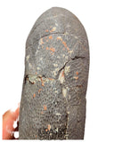 J494 - Museum Grade Huge OVIRAPTOR cf philoceratops Fossil Egg Elongatoolithidae - Cretaceous from Gobi Desert