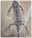 S227 - Large & Nicely Preserved Keichousaurus hui Early Triassic Marine Reptile