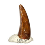 S93 - Unusual Majungasaurus crenatissimus Abelisaurid Dinosaur PREMAXILLARY Tooth