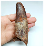 1043 - Massive Rooted Spinosaurus aegyptiacus 4.72'' Dinosaur Tooth