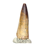 S189 - Nicely Preserved Sarcosuchus imperator Crocodile Tooth - Lower Cretaceous Elrhaz Fm