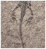 S124 - Superb Top Quality Juvenile Baby Keichousaurus hui Early Triassic Marine Reptile