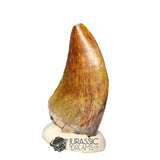 20370 - Nicely Preserved Afrovenator abakensis Megalosaurid Dinosaur Tooth