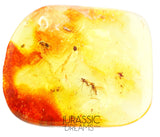 J19 - 2 Rare DAGGER FLIES Brachystomatidae & More Fossil Inclusion Genuine BALTIC AMBER + HQ Picture