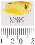 J21 - SUPERB Simuliidae BLACKFLY Fossil Inclusion Genuine BALTIC AMBER + HQ Picture