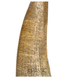 S157 -Finest Quality Suchomimus tenerensis Spinosaurid Dinosaur Tooth WITH VISIBLE CARINA