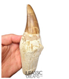 S317 - Outstanding "Mosasaurus hoffmanni" Rooted Tooth - Late Cretaceous - Rare Mosasaur Species