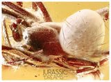 J22 - Great Looking SPIDER Araneae Fossil Inclusion Genuine BALTIC AMBER + HQ Picture