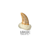 S518 - Top Rare Acheroraptor temertyorum (Dromaeosaurid Raptor Theropod) Dinosaur Tooth - Lance Creek Fm