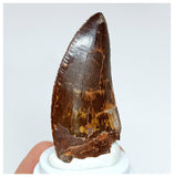 1015 - Gem Grade Carcharodontosaurus saharicus 2.36'' Dinosaur Tooth KemKem