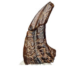 J115 - Top Rare Killer Alvarezsaurid Theropod Dinosaur Manus Claw - Lower Cretaceous Elrhaz Fm