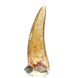 20031 - Rare Afrovenator abakensis Megalosaurid Dinosaur Tooth Jurassic Tiouraren Fm