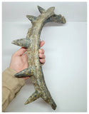 1199 - Museum Grade Spicomellus afer Oldest Ankylosaurian Dinosaur Complete Spiny Rib - El Mers Fm