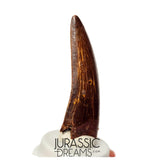 S110 - Gem Grade Carcharodontosaurus saharicus Dinosaur Tooth