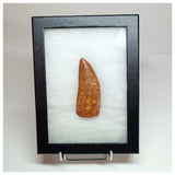 1011 - Gem Grade Large Carcharodontosaurus saharicus 3.62'' Dinosaur Tooth