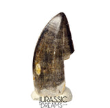 J425 - Tyrannosaur Dinosaur Tooth - Nanotyrannus sp - Late Cretaceous - Hell Creek Fm