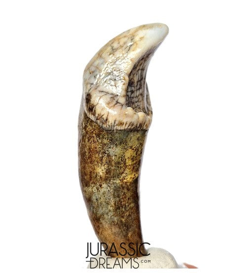 S397 - Nicely Preserved Huge Ice Age Cave Bear (Ursus spelaeus) Pre-Canine Tooth