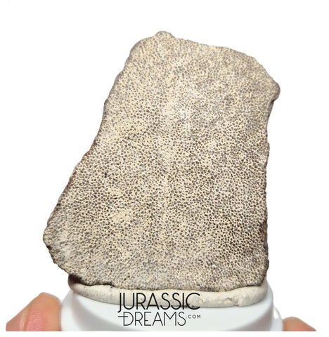 J113 - Exceedingly Rare Saltasaurus Titanosaur Egg Shell - Late Cretaceous Anacleto Fm