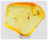 J30 - Great DOLICHODERUS Ant SCULPTURATUS Fossil Inclusion Genuine BALTIC AMBER + HQ Picture