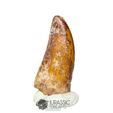 20328 - Nicely Preserved Carcharodontosaurus saharicus Dinosaur Premaxillary Tooth