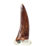 20041 - Gem Grade Carcharodontosaurus saharicus Dinosaur Tooth IN CATAWIKI AUCTION NOW