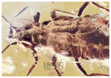 J32 - APHID Hormaphidinae Fossil Inclusion Genuine BALTIC AMBER + HQ Picture