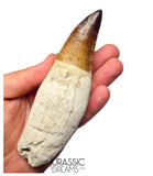 S258 - Outstanding Huge Thalassotitan atrox (Largest known mosasaur species) Rooted Tooth - Late Cretaceous