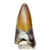 S439 - Nicely Preserved Sarcosuchus imperator Crocodile Tooth - Lower Cretaceous Elrhaz Fm