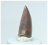 1060 - Gem Grade Abelisaurid 0.98'' Dinosaur Tooth