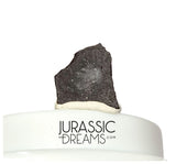 J295 - Top Rare Unidentified Theropod Dinosaur Egg Shell - Late Cretaceous Two Medicine Fm