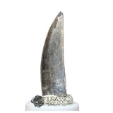 20030 - Large Kryptops palaios Abelisaurid Theropod Dinosaur Tooth - Cretaceous Elrhaz Fm