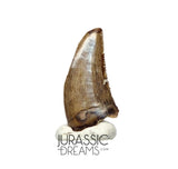 S87 - Finest Quality Dromaeosaurid Raptor Theropod Dinosaur Tooth - Judith River Fm