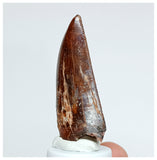 1017 - Nicely Preserved Carcharodontosaurus saharicus 1.96'' Dinosaur Tooth